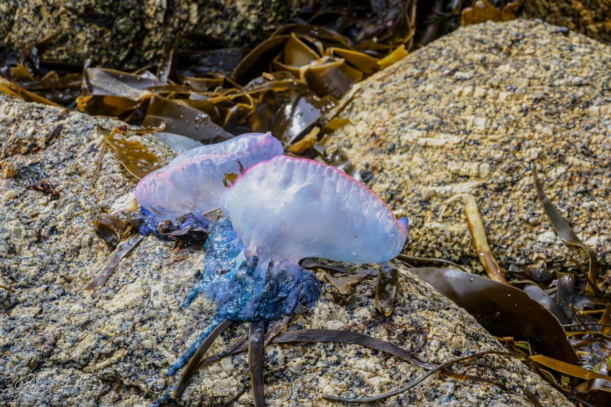 Man o War Mayhem